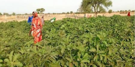دراسة تكشف كارثة زراعية في السودان - تليجراف الخليج
