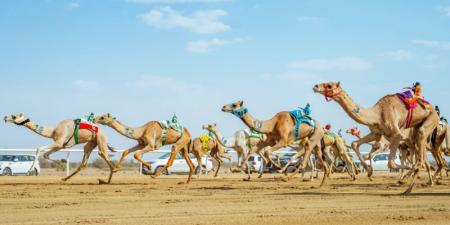 10 ملايين ريال تنتظر أبطال هجن حائل - تليجراف الخليج