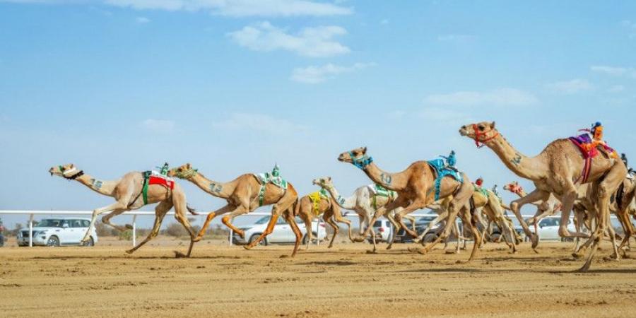 الهجن السعودية تخطف 15 شوطا في «الجذاع» - تليجراف الخليج