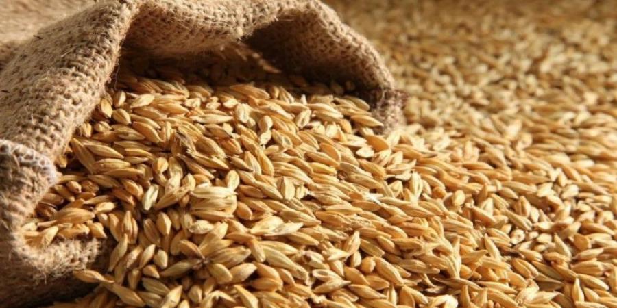 عطاء لشراء كميات من القمح - تليجراف الخليج