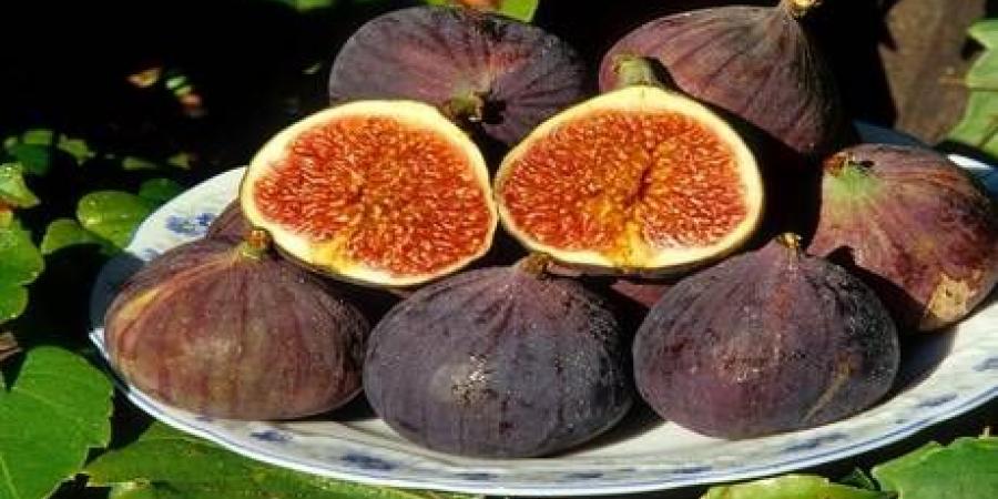 لماذا يجب أن يكون التين جزءا من نظامك الغذائي اليومي؟ - تليجراف الخليج